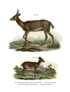 Bohor Reedbuck